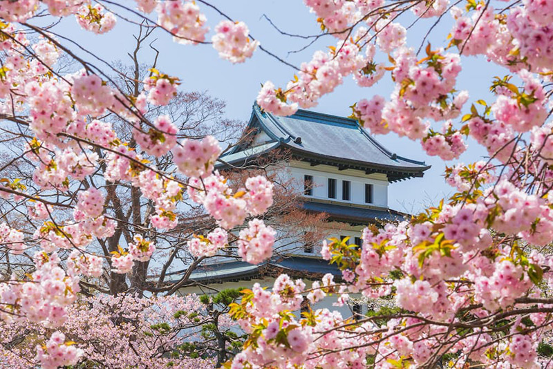 桜咲く松前城