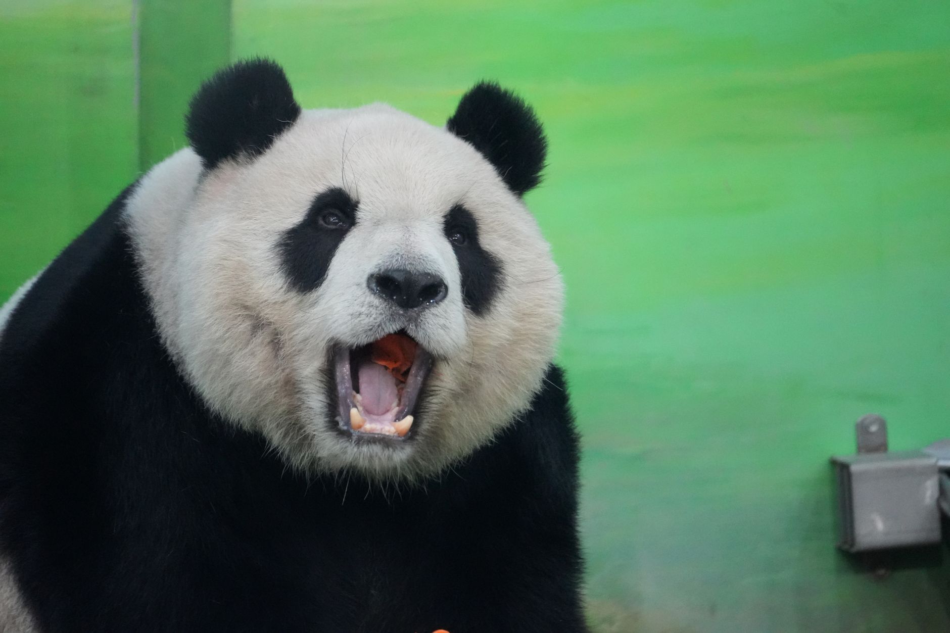 パンダは単独行動を好む動物